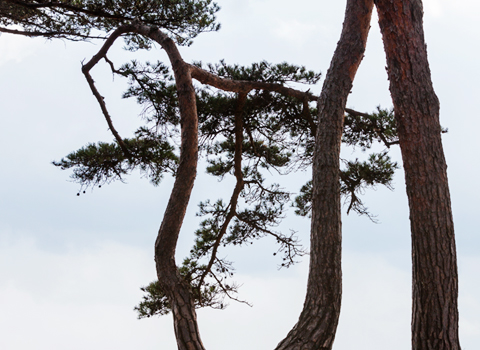 County : Korean White Pine