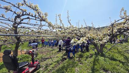 배꽃 개화에 맞춘 소규모 농촌축제, 홍천 배시시 축제 2회째 맞아 (4월 26일) 사진