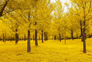은행나무 숲 대표 이미지