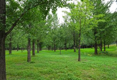 은행나무 숲 대표 이미지