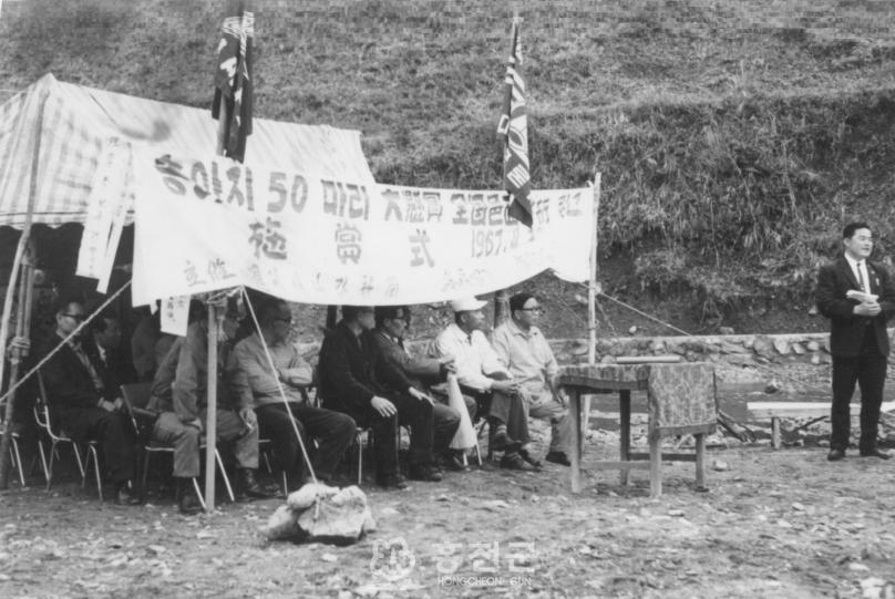 1967년 송아지50마리 의 사진
