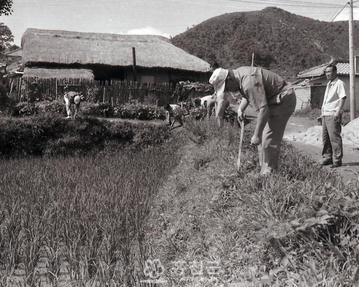 1970년 논두렁 콩심기 의 사진