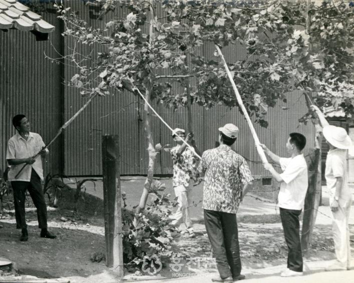 1968년 독나방 구제작업 의 사진