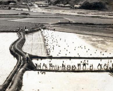 1966년 권농일 모심기(연봉리) 의 사진