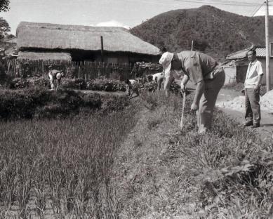 1970년 논두렁 콩심기 사진