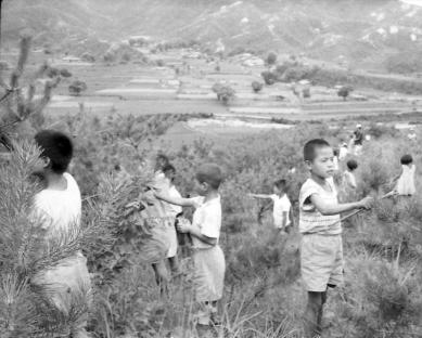 1968년 송충이구제작업 사진