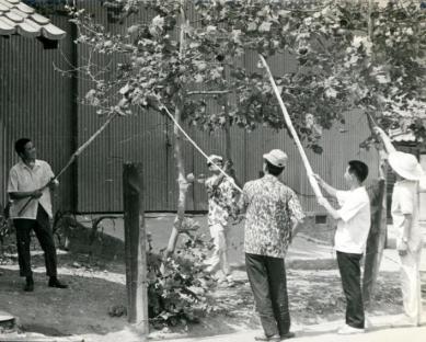 1968년 독나방 구제작업 사진