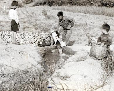 1967년 와동리 집단묘판양수작업 사진