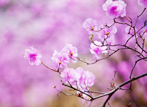 郡の花 : ツツジ