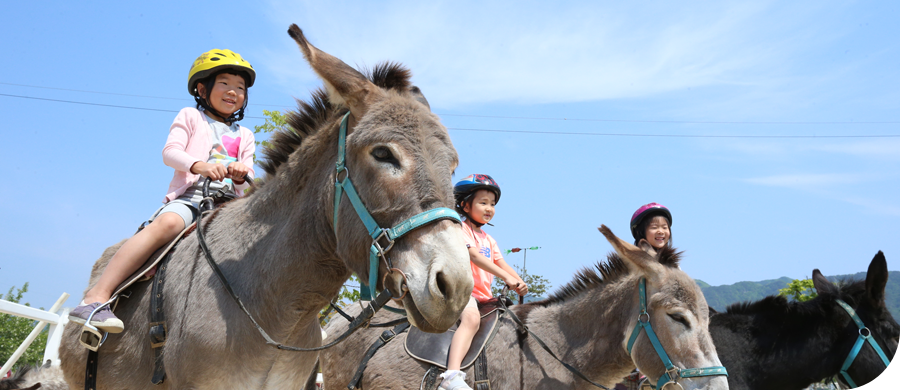 Forest Donkey Village Experience image