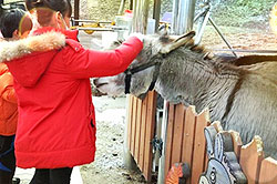 Animal Feeding Site