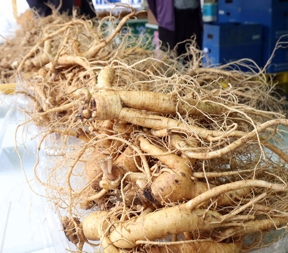 6-Year-Old Hongcheon Ginseng